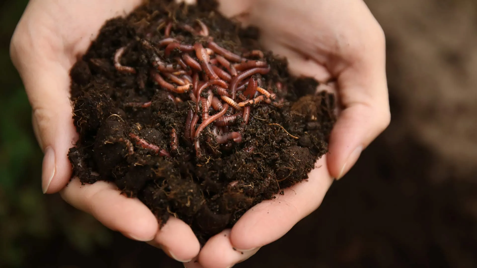 Mani che reggono vermicompost con lombrichi