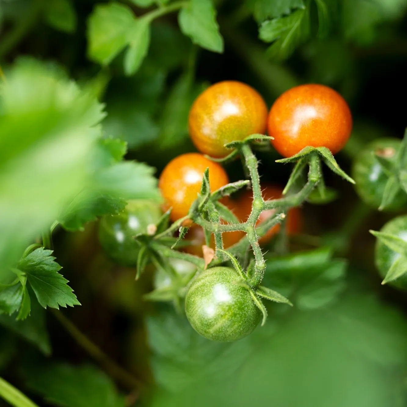 Pomodori da industria sulla pianta, dalla prova di Radicon in campo