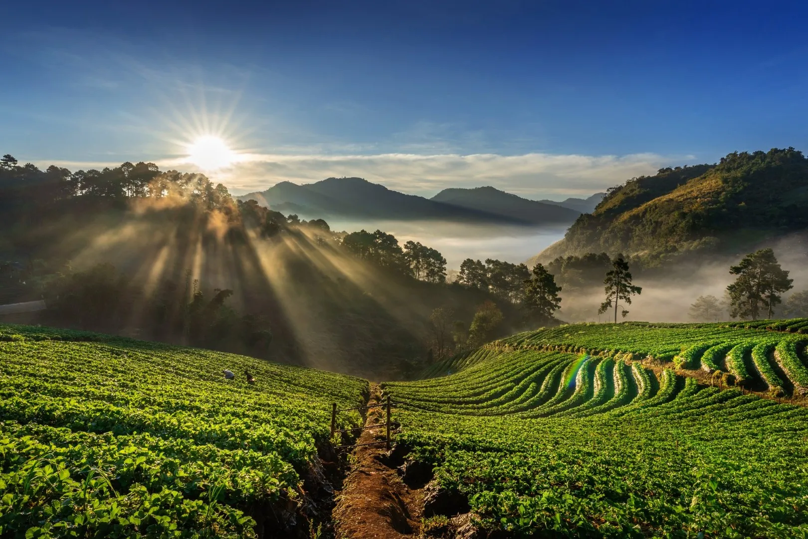Campo coltivato al sorgere del sole, tra le colline