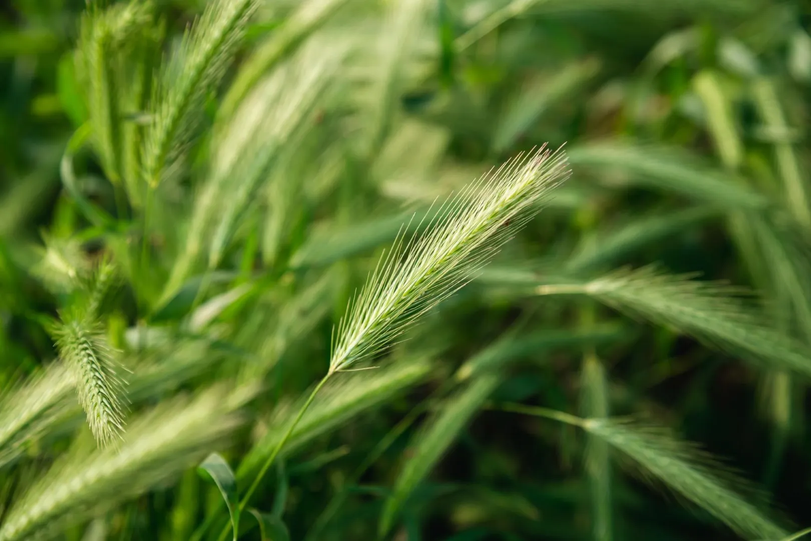 Spighe di grano verdi in controluce nel campo