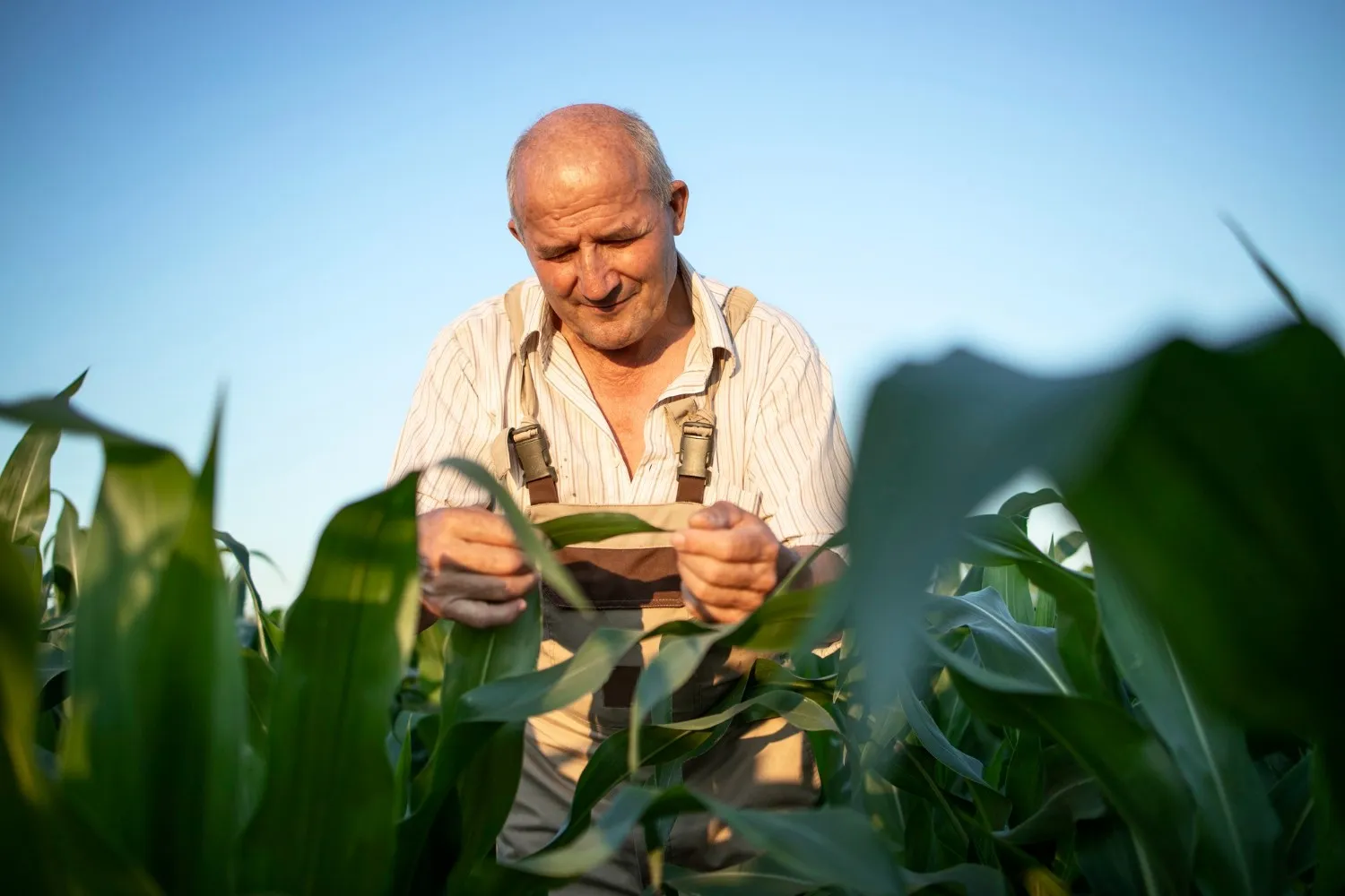 Agronomo che controlla le colture in un campo di mais