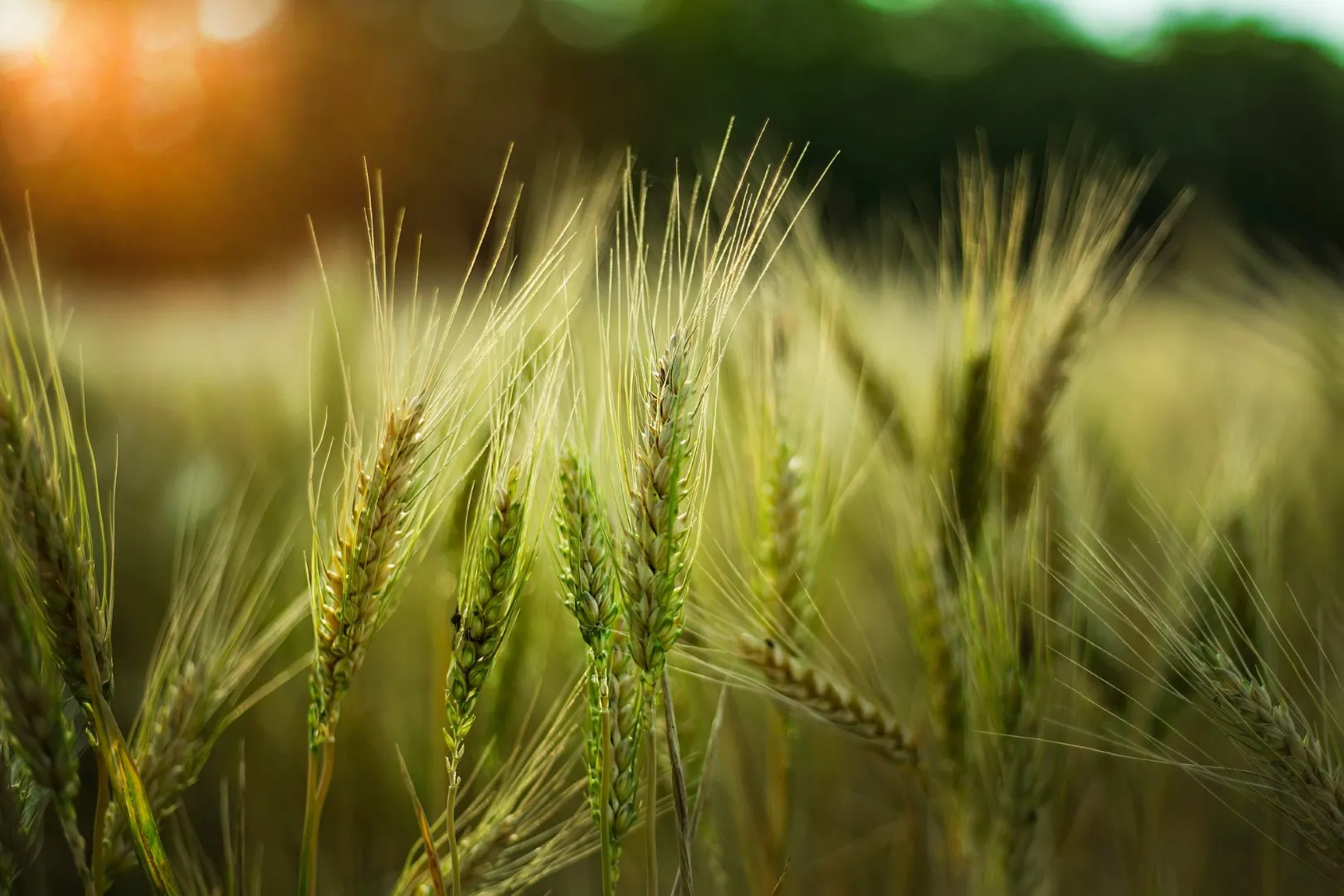 Spighe di grano al tramonto