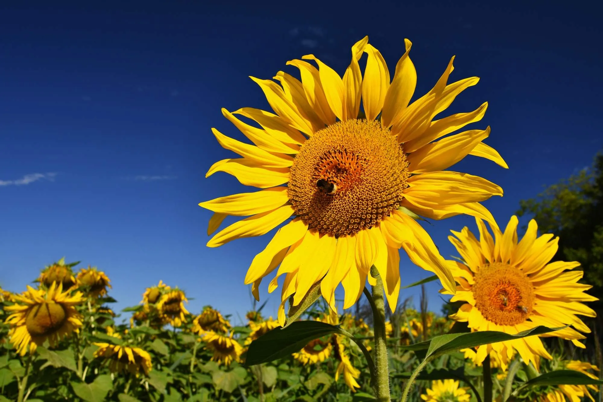 Campo di girasoli in piena fioritura